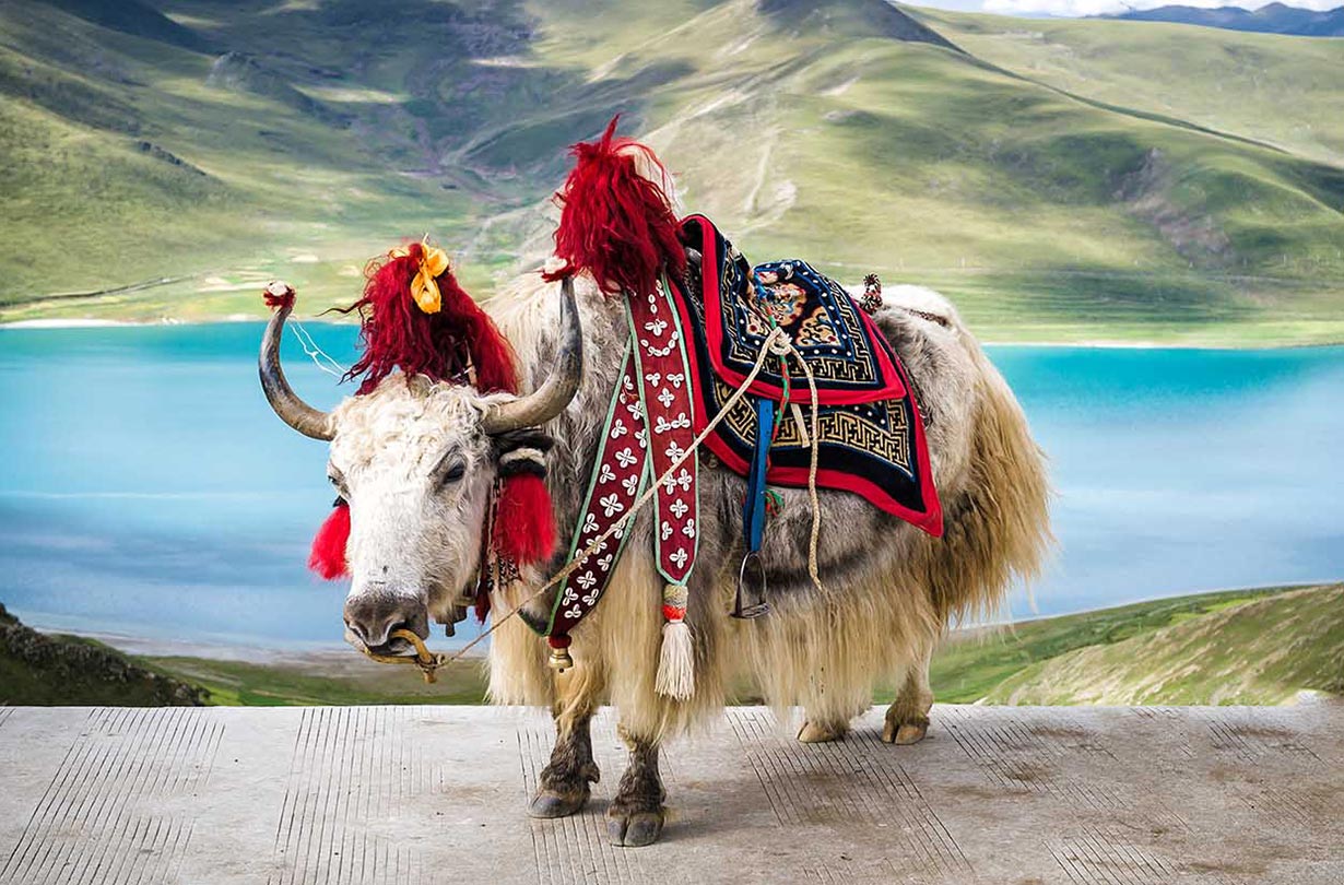 tibet1